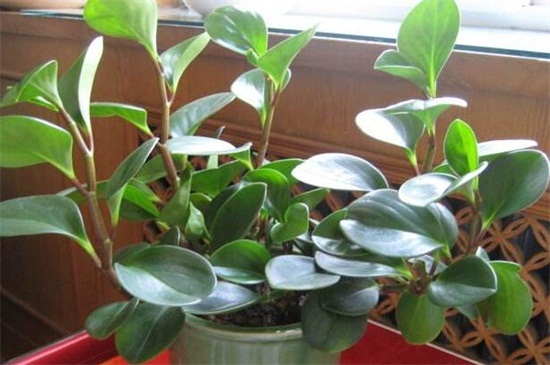 碧玉花要如何养