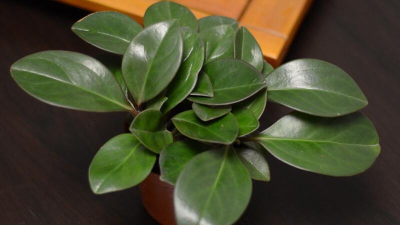 碧玉的养殖办法和留意事项