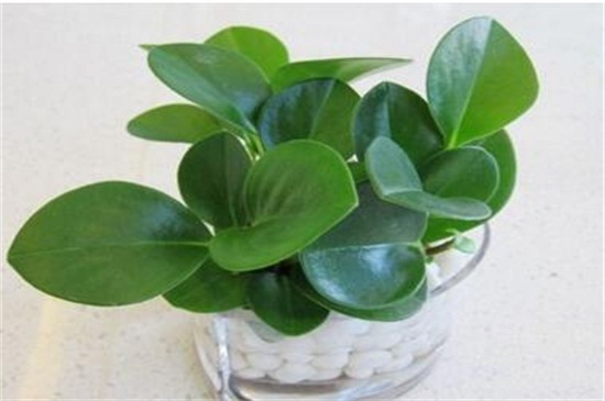 碧玉的养殖办法和留意事项