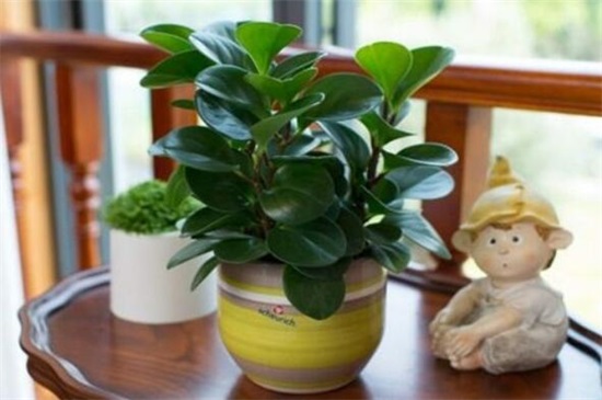 小家碧玉烂根如何办，5个步骤简单处理豆瓣绿烂根现象