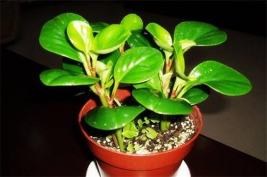 小家碧玉烂根如何办，5个步骤简单处理豆瓣绿烂根现象