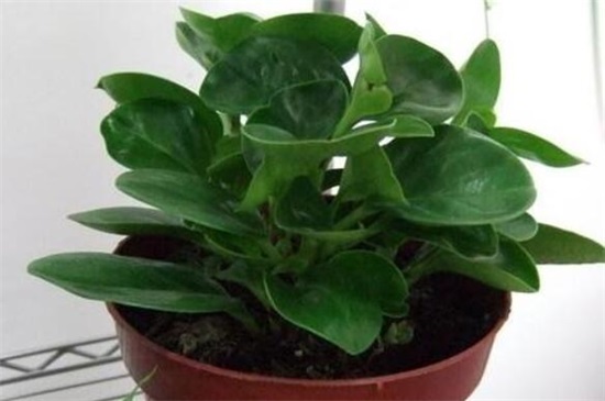 小家碧玉烂根如何办，5个步骤简单处理豆瓣绿烂根现象