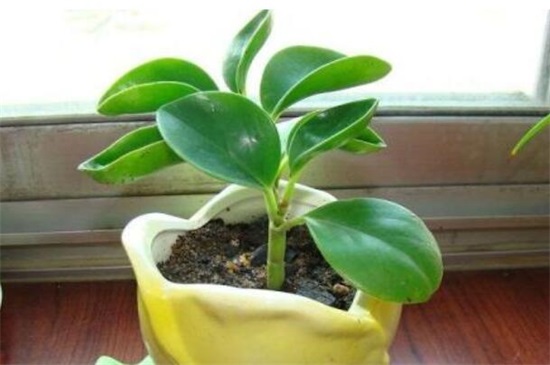 小家碧玉烂根如何办，5个步骤简单处理豆瓣绿烂根现象