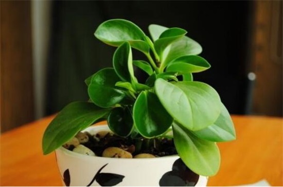 小家碧玉烂根如何办，5个步骤简单处理豆瓣绿烂根现象