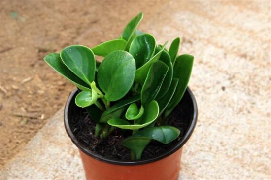 小家碧玉烂根如何办，5个步骤简单处理豆瓣绿烂根现象