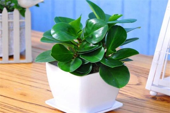 碧玉长高了如何修剪，4个要点修剪避免枝叶过长