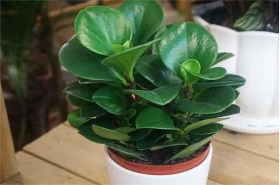 碧玉长高了如何修剪，4个要点修剪避免枝叶过长