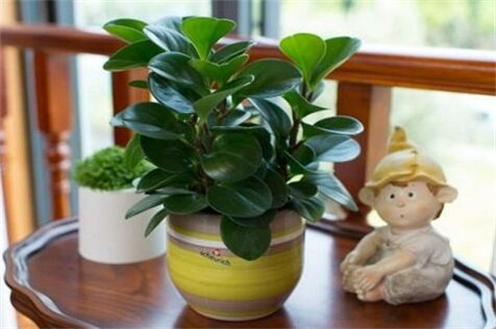 碧玉长高了如何修剪，4个要点修剪避免枝叶过长