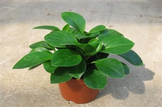 碧玉长高了如何修剪，4个要点修剪避免枝叶过长