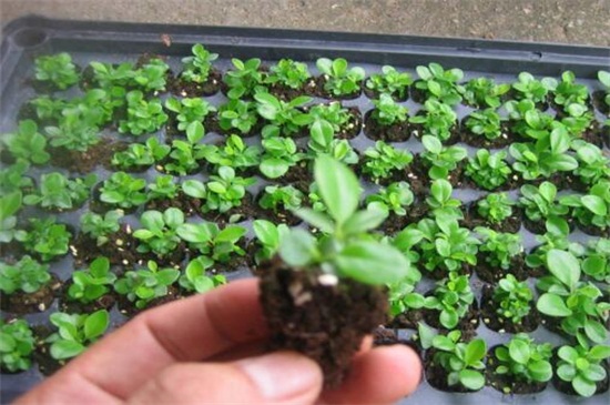 碧玉长高了如何修剪，4个要点修剪避免枝叶过长