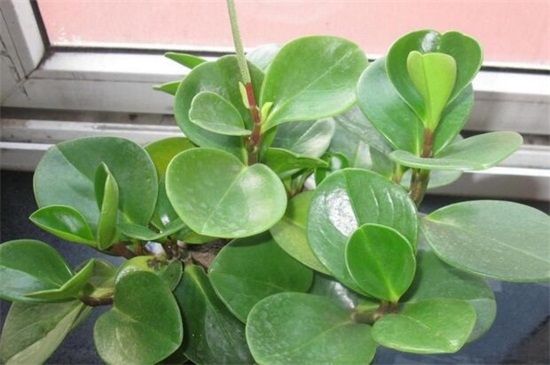 碧玉长高了如何修剪，4个要点修剪避免枝叶过长