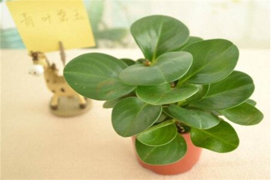 碧玉长高了如何修剪，4个要点修剪避免枝叶过长