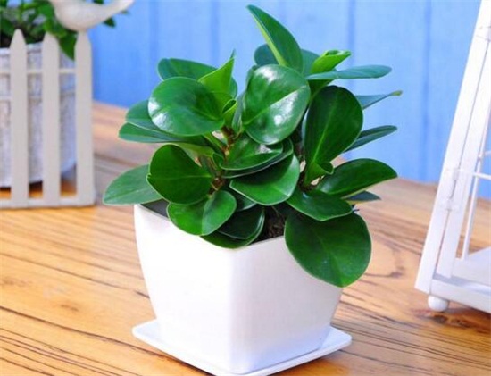 碧玉(豆瓣绿)叶插能长新的吗,可以/碧玉的叶插办法