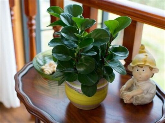 碧玉(豆瓣绿)叶插能长新的吗,可以/碧玉的叶插办法