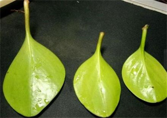 碧玉(豆瓣绿)叶插能长新的吗,可以/碧玉的叶插办法