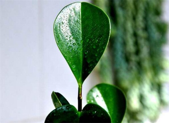 碧玉(豆瓣绿)叶插能长新的吗,可以/碧玉的叶插办法