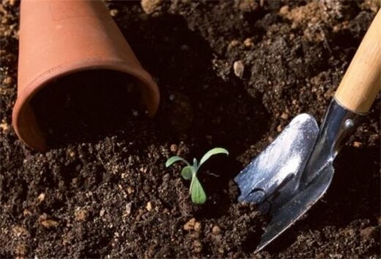 碧玉(豆瓣绿)叶插能长新的吗,可以/碧玉的叶插办法