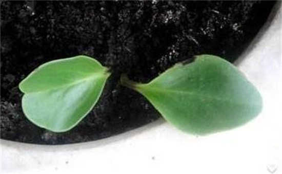 碧玉(豆瓣绿)叶插能长新的吗,可以/碧玉的叶插办法