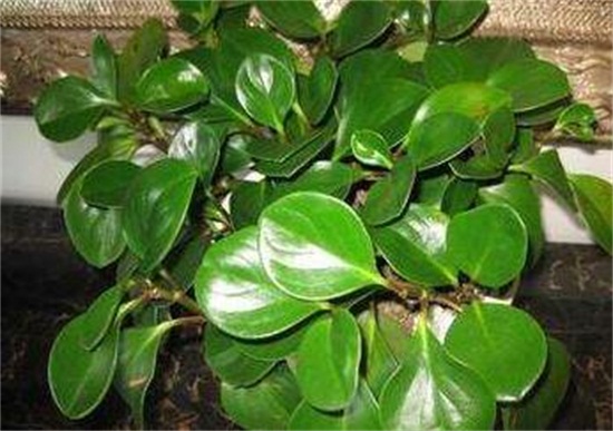 碧玉(豆瓣绿)叶插能长新的吗,可以/碧玉的叶插办法