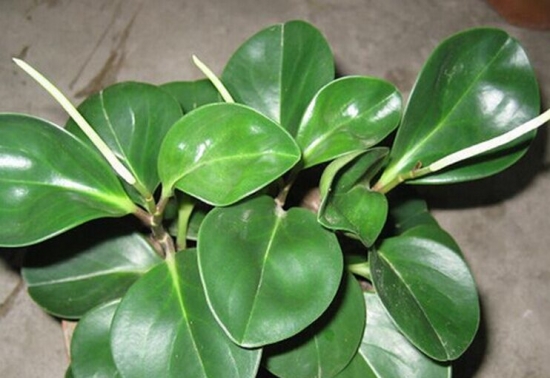 碧玉的养殖办法和留意事项：忌直射阳光,宜在半阴处生长