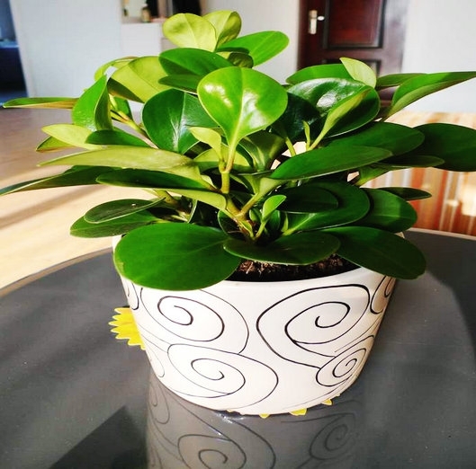 碧玉图片大全附介绍：相册的图片免费下载