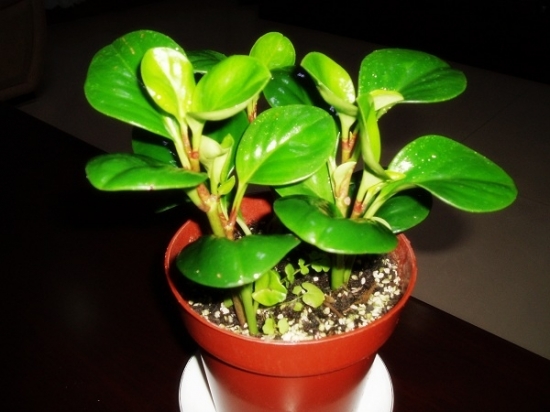 碧玉图片大全附介绍：相册的图片免费下载