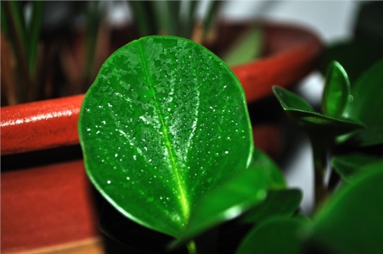 碧玉图片大全附介绍：相册的图片免费下载