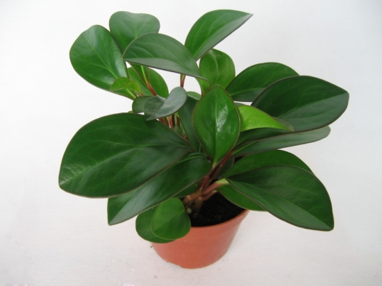 碧玉图片大全附介绍：相册的图片免费下载