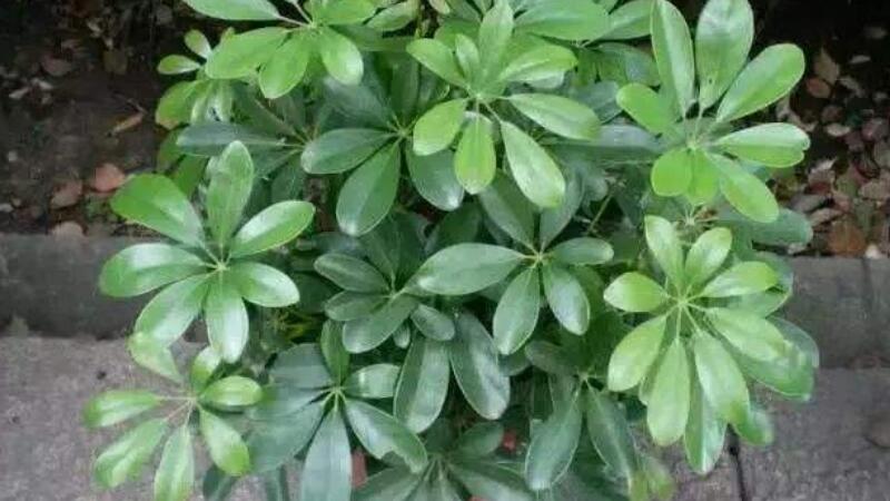 鸭掌木掉叶子如何处理