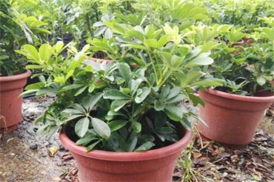 鸭掌木掉叶子如何处理