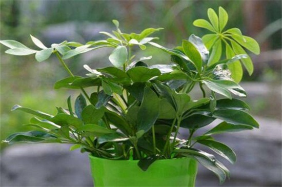 鸭掌木掉叶子如何处理