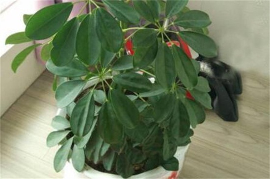 鸭掌木掉叶子如何处理