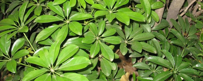 鸭掌木独杆如何修