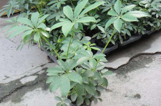 鸭掌木独杆如何修