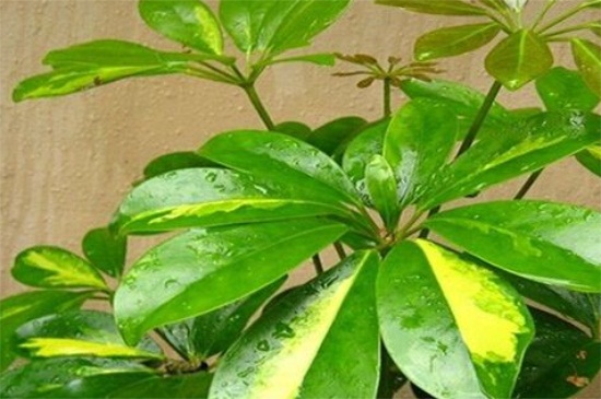 鸭掌木独杆如何修