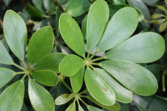 鸭掌木的功效与作用,叶片汁水能消肿止痛