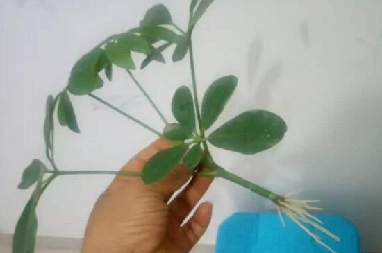 鸭掌木的功效与作用,叶片汁水能消肿止痛