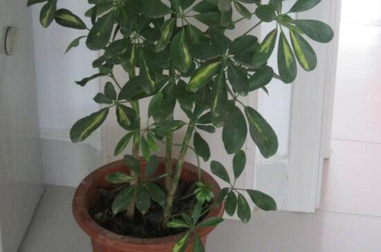 鸭掌木的功效与作用,叶片汁水能消肿止痛