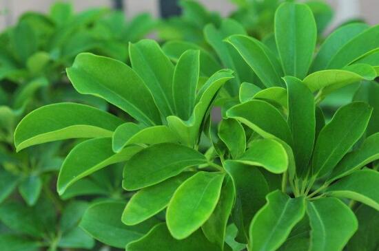 鸭掌木的功效与作用,叶片汁水能消肿止痛