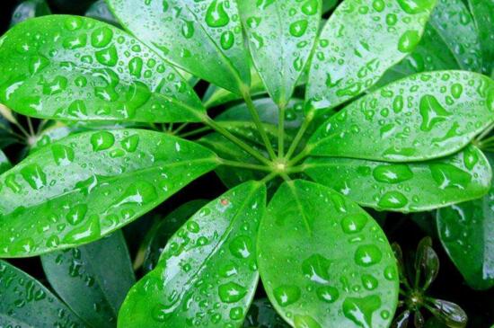 鸭掌木的寓意,代表着坚韧沉着