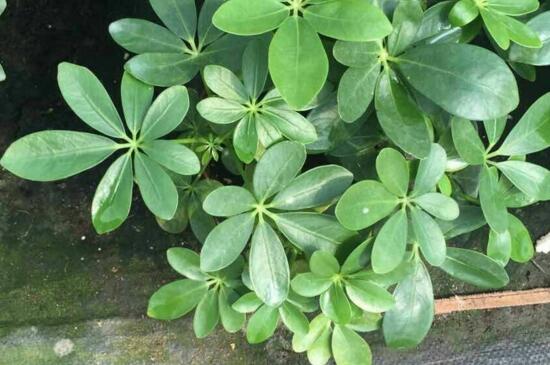 鸭掌木的寓意,代表着坚韧沉着