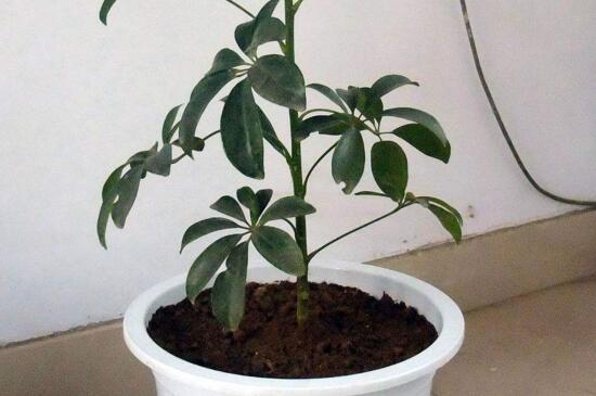 鸭掌木的寓意,代表着坚韧沉着