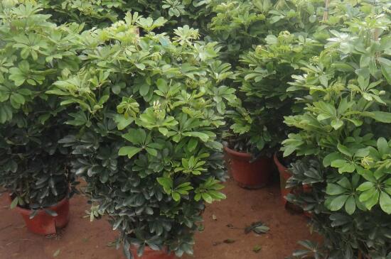 鸭掌木的寓意,代表着坚韧沉着