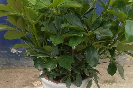 鸭掌木放客厅什么地方,建议摆在客厅的角落处