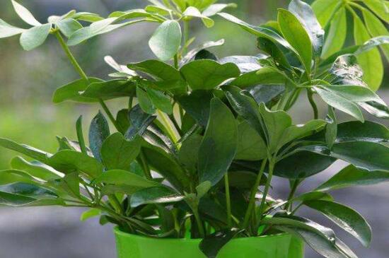 鸭掌木放客厅什么地方,建议摆在客厅的角落处