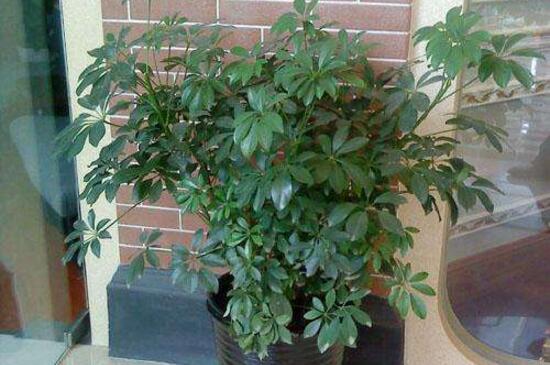 鸭掌木放客厅什么地方,建议摆在客厅的角落处
