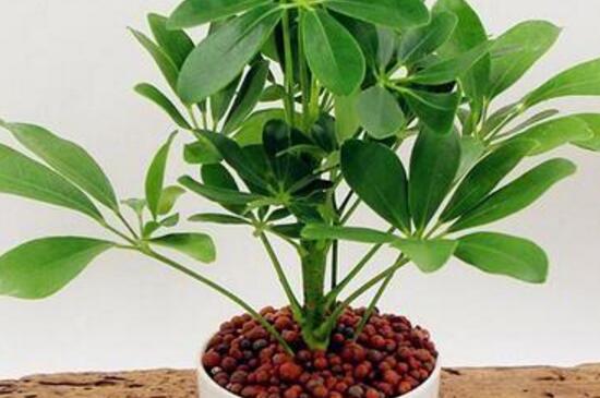 鸭掌木放客厅什么地方,建议摆在客厅的角落处
