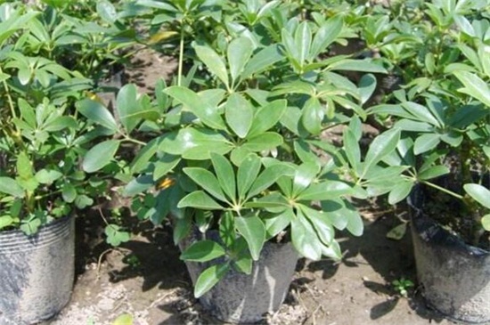 鸭掌木扦插步骤图解，4个步骤教你种植鸭掌木