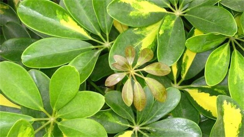 鸭掌木叶子发黄如何办