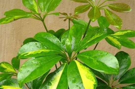 鸭掌木叶子发黄如何办